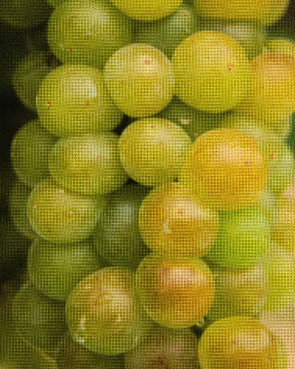 Mermelada 100% Moscatel