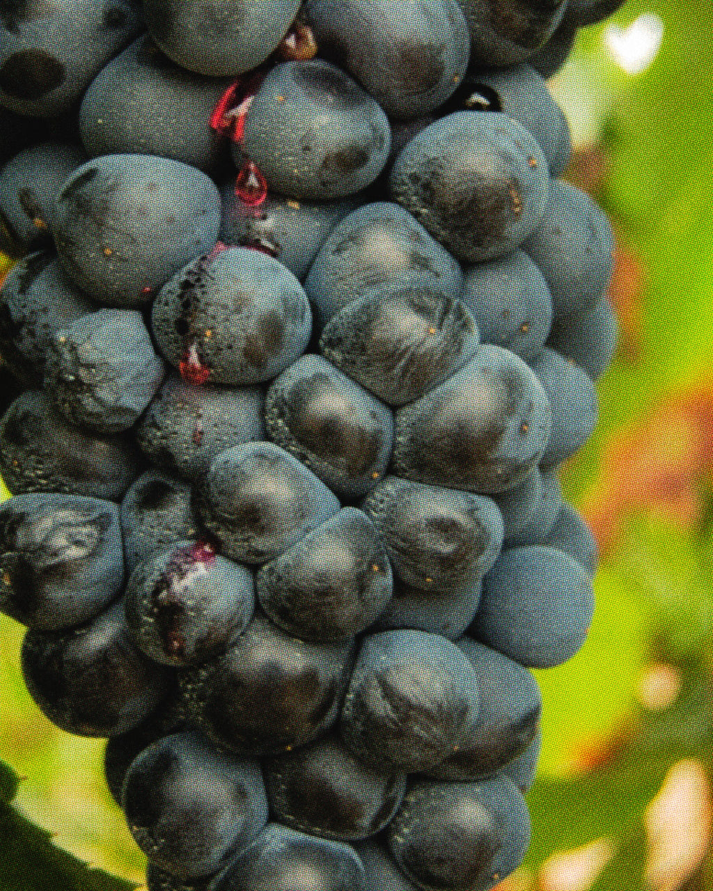 Mermelada 100% Tempranillo