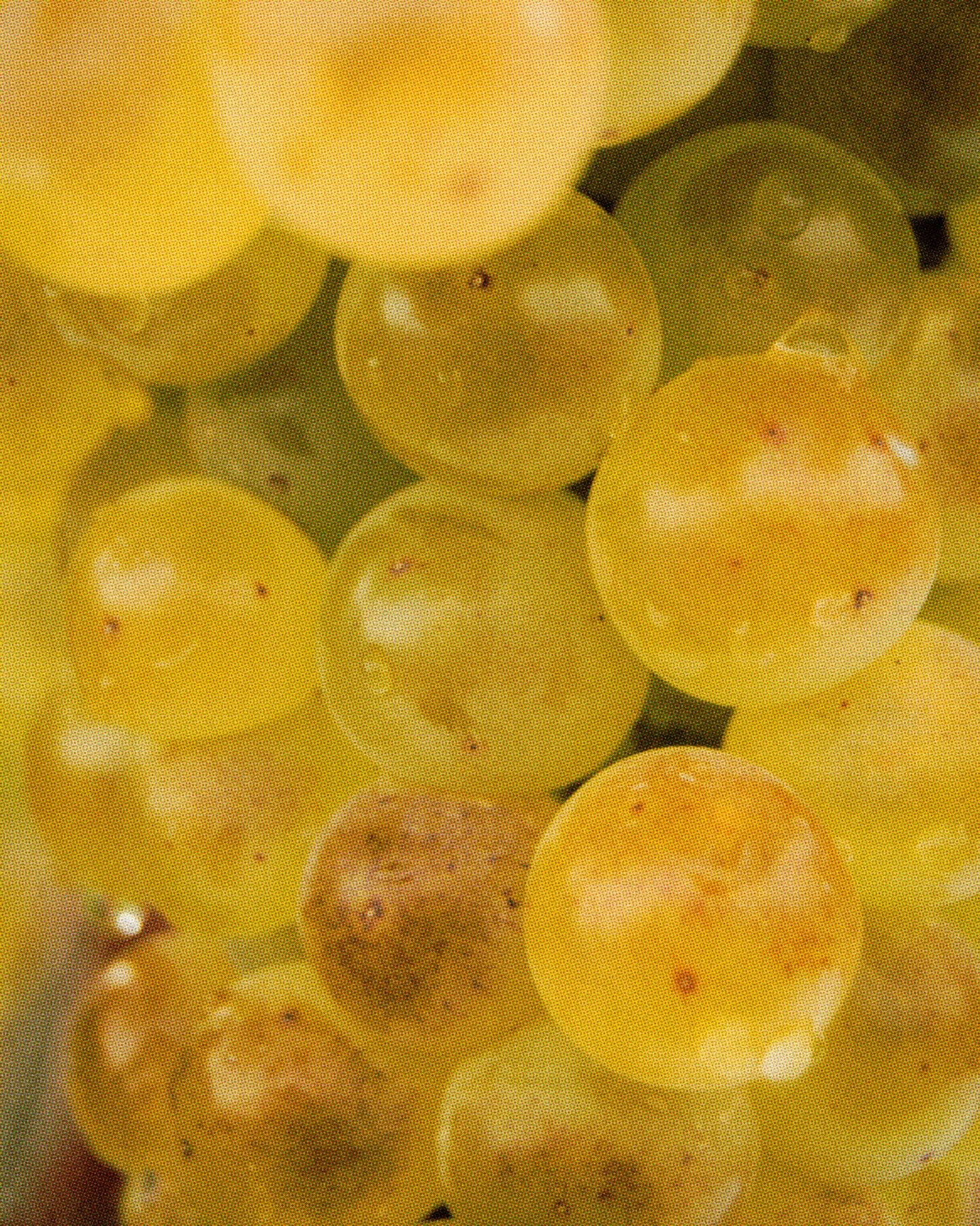 Mermelada 100% Xarel·lo