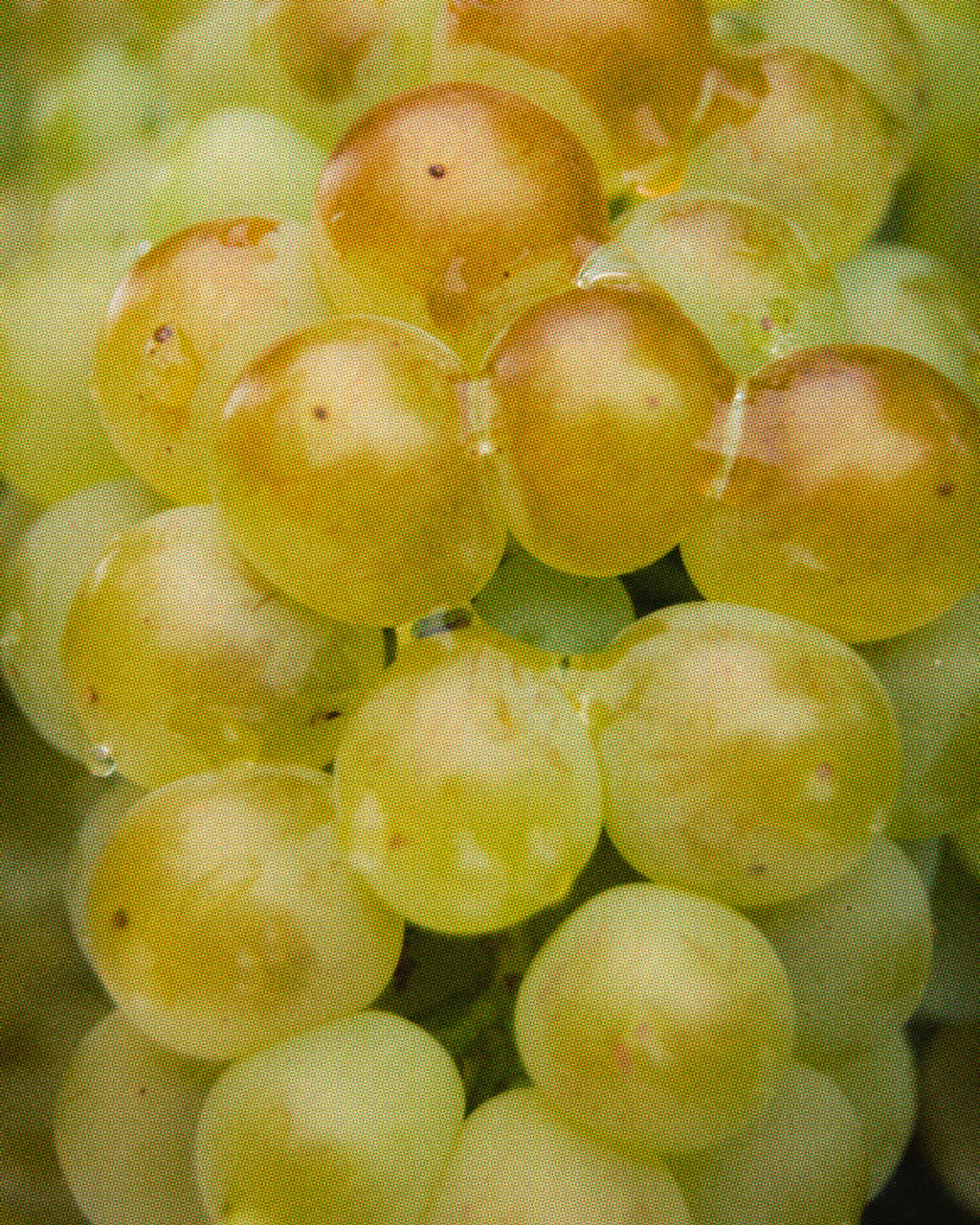 Mermelada 100% Macabeo