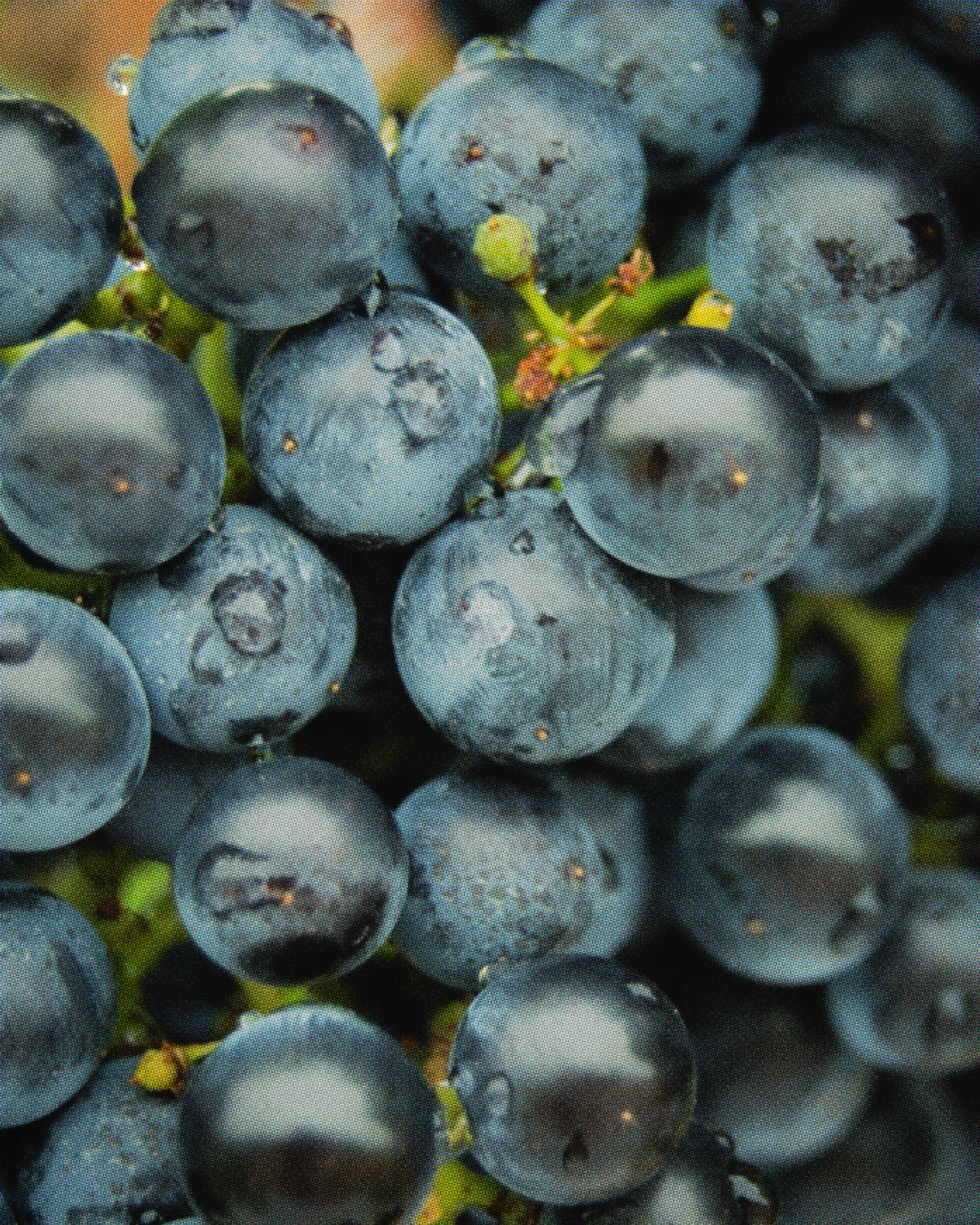 Mermelada 100% Merlot